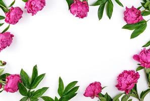 red blooming peonies with green leaves a white background photo