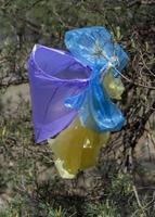 many multicolored plastic bags hanging on a pine branch against a background of green forest photo