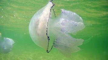 blue  sea jellyfish under water photo