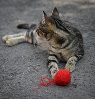 young gray kitten playing with a red woolen ball photo