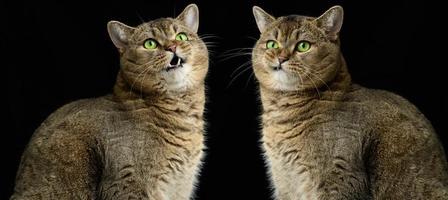 Adult gray cat Scottish Straight sits on a black background. Sad and angry muzzle, green eyes photo