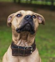 portrait brown American pit bull terrier photo