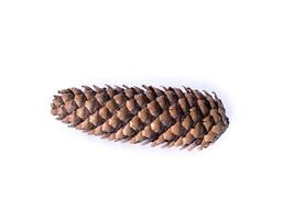 dry brown pine cone photo