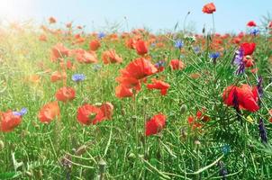 field with blooming red poppies and blue cornflowers photo