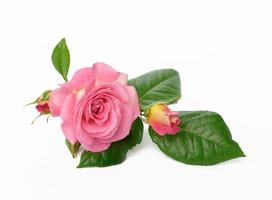 blooming pink rose bud with green leaves on a white background, beautiful flower photo
