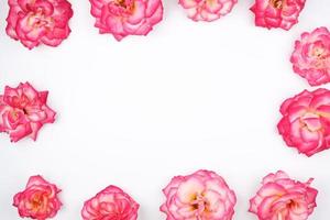 blooming buds of pink roses on a white background photo