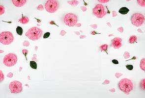 blooming buds of pink roses on a white background photo
