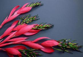 rama floreciente de bilbergia con flores rojas foto