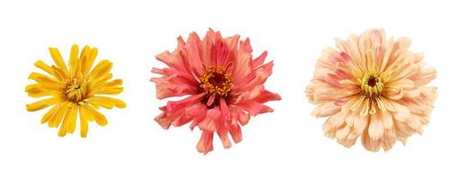 set of blooming zinnia buds isolated on white background photo