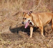 American pit bulls outdoors photo