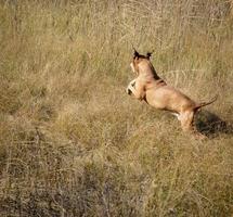 running through the grass American pit bulls photo