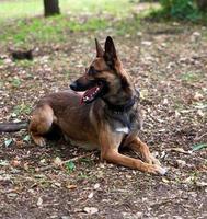 pastor belga malinois yace sobre la hierba verde en el parque foto