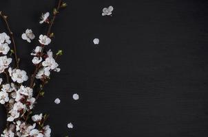 Cherry blossom on a black surface photo