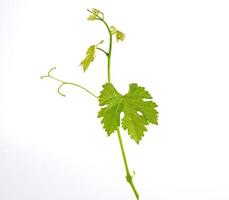 brote joven de uvas con hojas verdes sobre un fondo blanco foto