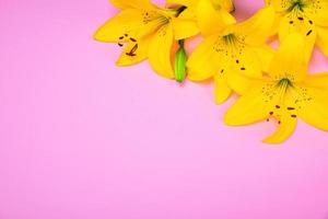 Yellow blossoming lily buds photo