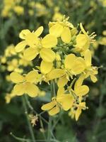 Close up rape flowers filed 4K photo