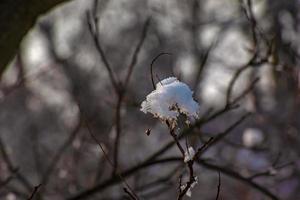 cotinus coggygria o rhus cotinus señorita europea o eurasiática smoketree, árbol ahumado, arbusto ahumado en invierno. la planta está cubierta de nieve. foto