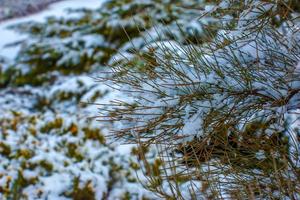 Ephedra distachya growing in the garden during the winter season. The branches of the plant are covered with snow. photo