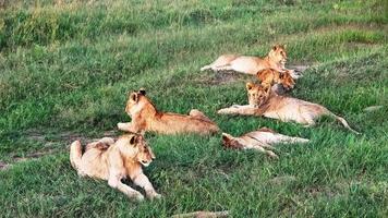 Impressive wild lions in the wilds of Africa in Masai Mara. photo