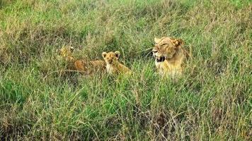 Impressive wild lions in the wilds of Africa in Masai Mara. photo