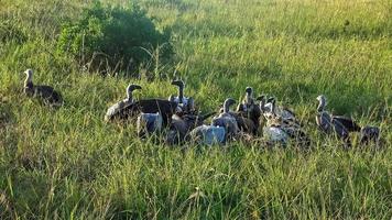 Numerosos buitres pelean por un cadáver en las tierras salvajes de África. foto