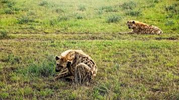 Wild hyenas in the savannah of Africa. photo