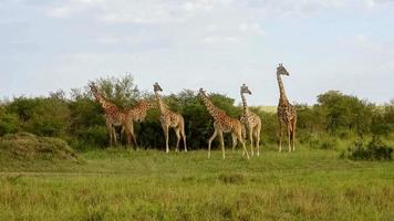 hermosa jirafa en la naturaleza salvaje de África. foto