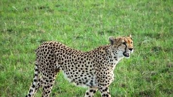 guepardos en la naturaleza de África en busca de presas. foto