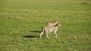 Cheetahs in the wild of Africa in search of prey. photo