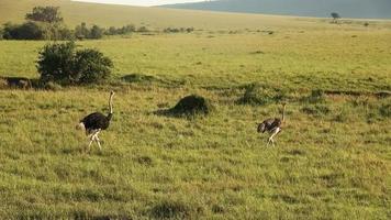 Wild bird ostrich in the savannah of Africa. photo