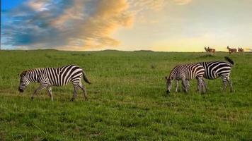 Wild Zebras in the Savannah of Africa. photo