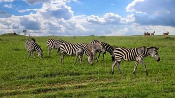 Wild Zebras in the Savannah of Africa. photo