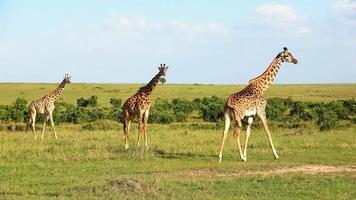 Beautiful giraffe in the wild nature of Africa. photo