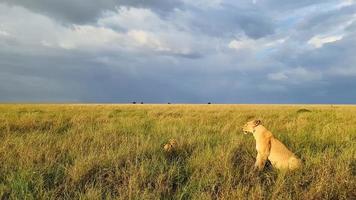 Impressive wild lions in the wilds of Africa in Masai Mara. photo
