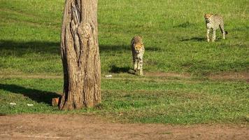 guepardos en la naturaleza de África en busca de presas. foto