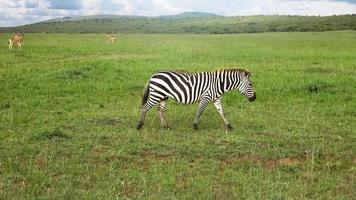 Wild Zebras in the Savannah of Africa. photo