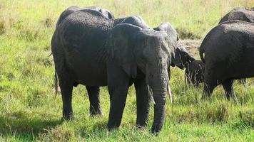 Wild elephants in the bushveld of Africa on a sunny day. photo