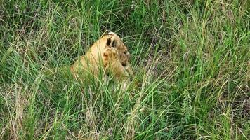 Impressive wild lions in the wilds of Africa in Masai Mara. photo