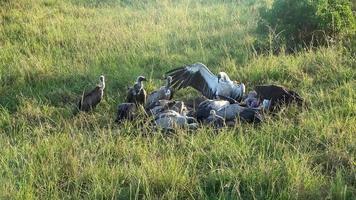 Numerosos buitres pelean por un cadáver en las tierras salvajes de África. foto