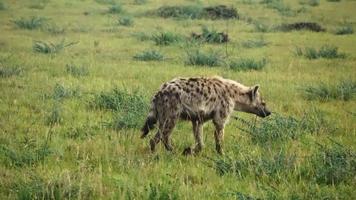 Wild hyenas in the savannah of Africa. photo