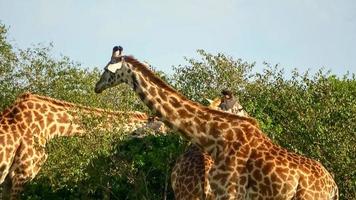 Beautiful giraffe in the wild nature of Africa. photo