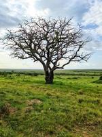 un árbol solitario en el típico paisaje de sabana en Kenia. foto