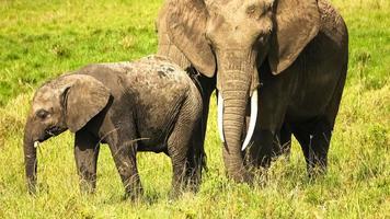 Wild elephants in the bushveld of Africa on a sunny day. photo