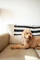 Goldendoodle dog pet photo