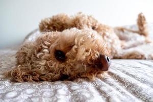 mascota perro goldendoodle foto