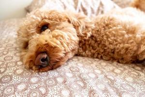 mascota perro goldendoodle foto