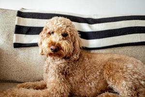 mascota perro goldendoodle foto