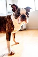 French Bulldog pet photo