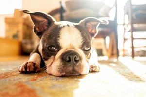 French Bulldog pet photo