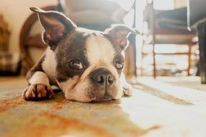 French Bulldog pet photo